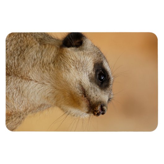 Meerkat 011 magnet (Horizontal)