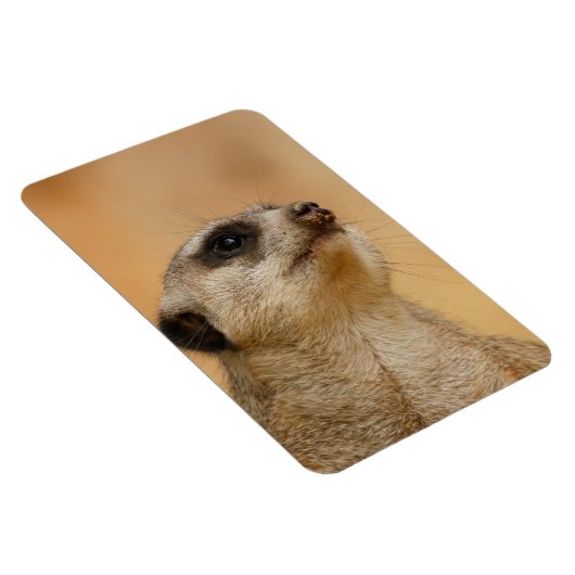 Meerkat 011 magnet (Rechte Seite)