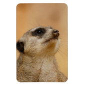 Meerkat 011 magnet (Vertikal)