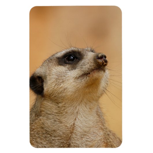 Meerkat 011 magnet (Vertikal)