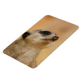 Meerkat 011 magnet (Linke Seite)