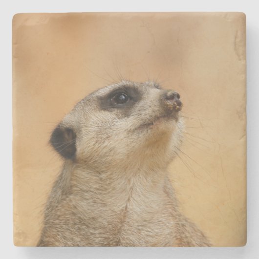 Meerkat 011 steinuntersetzer (Vorderseite)