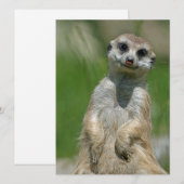 Meerkat 013 feiertagskarte (Vorne/Hinten)