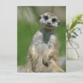 Meerkat 013 feiertagskarte (Stehend Vorderseite)