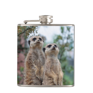 Meerkat 013 flachmann