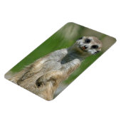 Meerkat 013 magnet (Linke Seite)