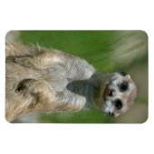 Meerkat 013 magnet (Horizontal)