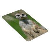 Meerkat 013 magnet (Rechte Seite)