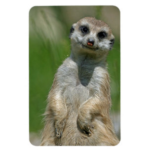 Meerkat 013 magnet