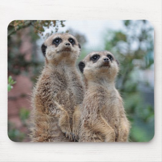 Meerkat 013 mousepad (Vorne)