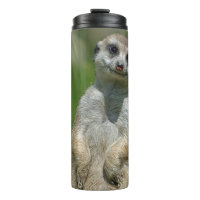 Meerkat 013