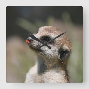 Meerkat 014 quadratische wanduhr