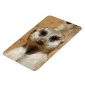 Meerkat 016 magnet (Linke Seite)