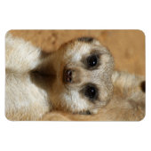 Meerkat 016 magnet (Horizontal)