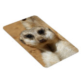 Meerkat 016 magnet (Rechte Seite)