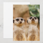 Meerkat 017 feiertagskarte (Vorne/Hinten)