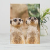 Meerkat 017 feiertagskarte (Stehend Vorderseite)