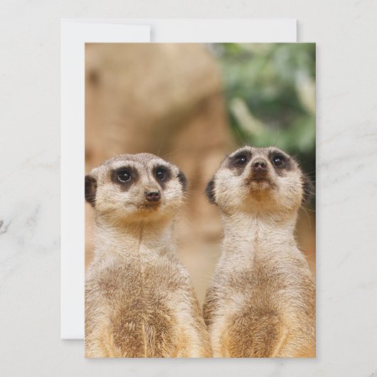 Meerkat 017 feiertagskarte (Vorderseite)