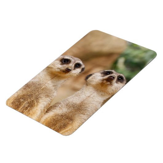 Meerkat 017 magnet (Linke Seite)