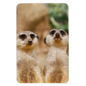 Meerkat 017 magnet (Vertikal)