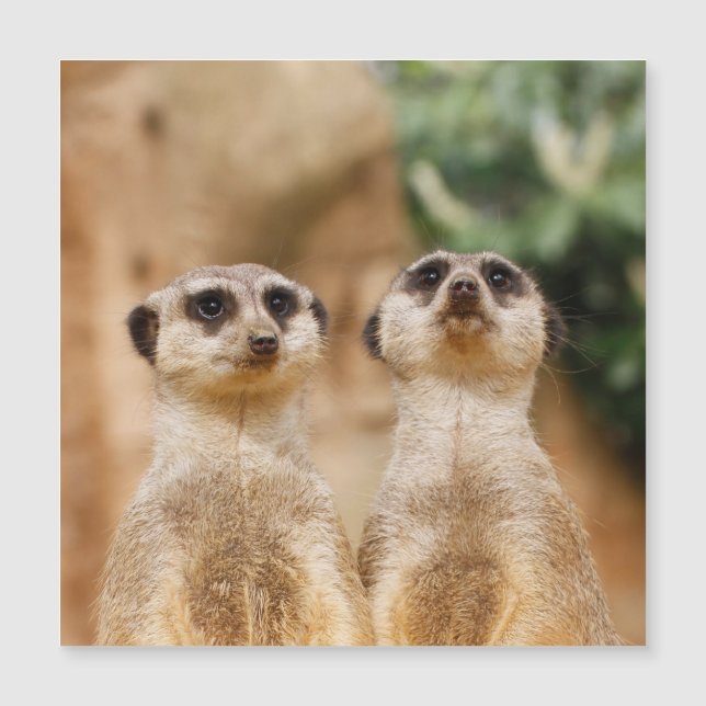 Meerkat 017 magnetkarte (Vorderseite)