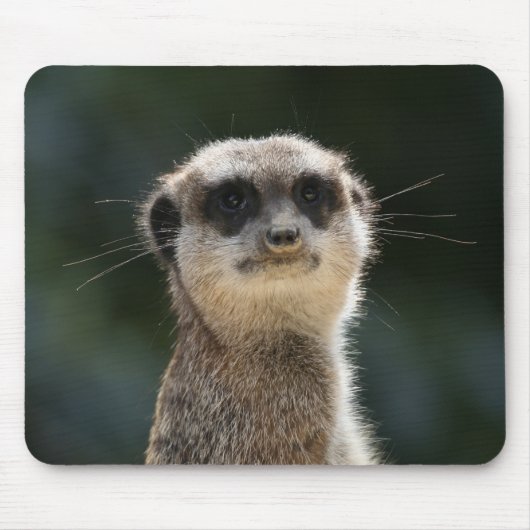 Meerkat 017 mousepad (Vorne)