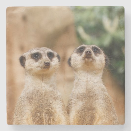 Meerkat 017 steinuntersetzer (Vorderseite)