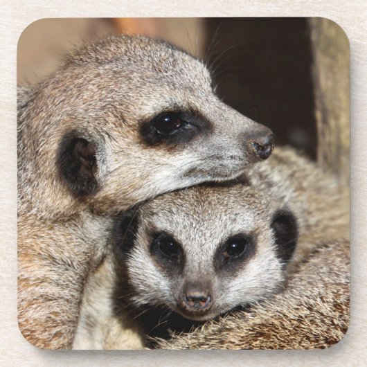 Meerkat 019 getränkeuntersetzer (Vorderseite)