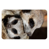 Meerkat 019 magnet (Horizontal)