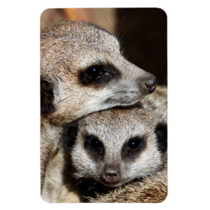 Meerkat 019 magnet