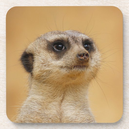 Meerkat 020 getränkeuntersetzer (Vorderseite)