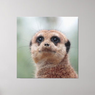 Meerkat 020 leinwanddruck