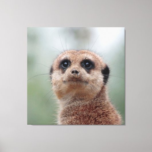 Meerkat 020 leinwanddruck (Vorderseite)