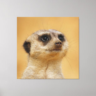 Meerkat 020 leinwanddruck