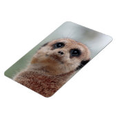 Meerkat 020 magnet (Linke Seite)