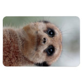 Meerkat 020 magnet (Horizontal)