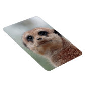 Meerkat 020 magnet (Rechte Seite)