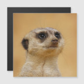 Meerkat 020 magnetkarte (Vorne/Hinten)