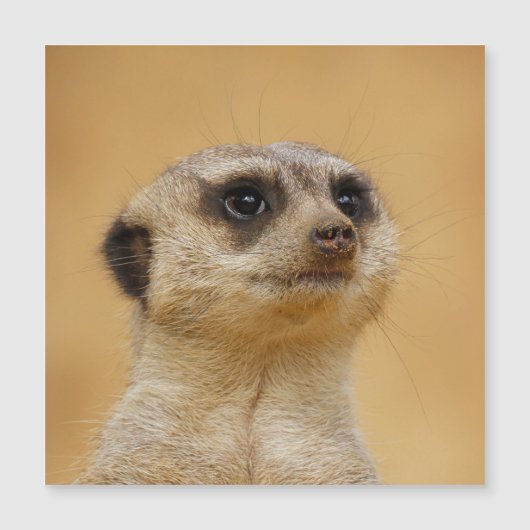 Meerkat 020 magnetkarte (Vorderseite)