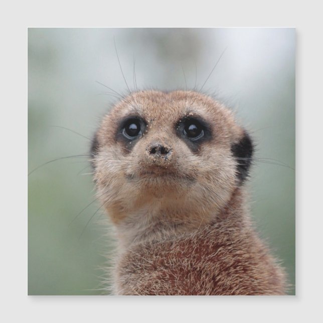 Meerkat 020 magnetkarte (Vorderseite)