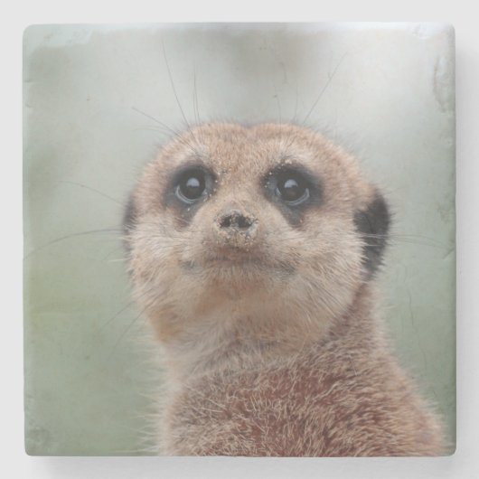 Meerkat 020 steinuntersetzer (Vorderseite)