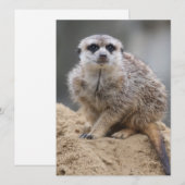Meerkat 021 feiertagskarte (Vorne/Hinten)