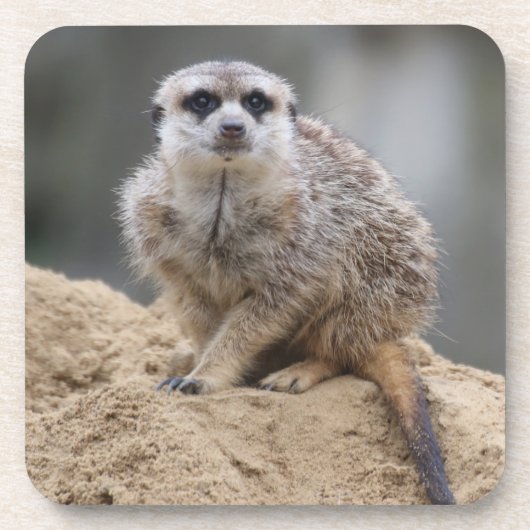 Meerkat 021 getränkeuntersetzer (Vorderseite)