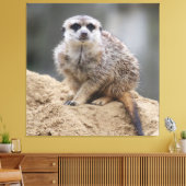 Meerkat 021 leinwanddruck (Insitu (Wohnzimmer))