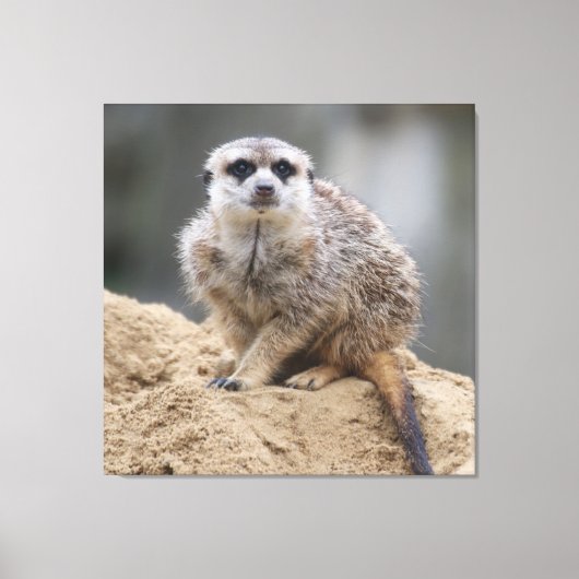 Meerkat 021 leinwanddruck (Vorderseite)