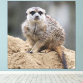 Meerkat 021 leinwanddruck (Insitu (Holzboden))