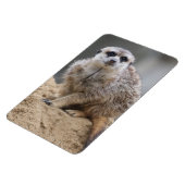 Meerkat 021 magnet (Linke Seite)
