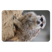 Meerkat 021 magnet (Horizontal)