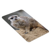 Meerkat 021 magnet (Rechte Seite)