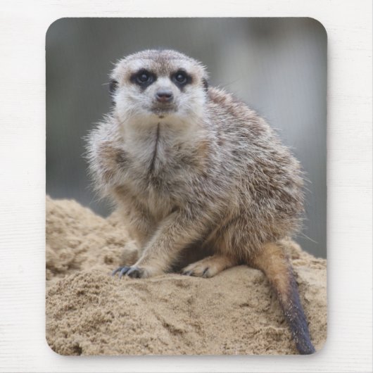 Meerkat 021 mousepad (Vorne)